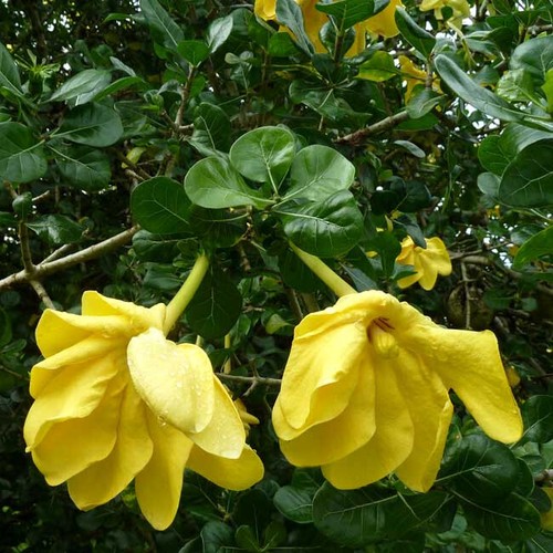 Gardenia volkensii 10 seeds - volkensii,
