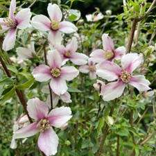 Philadelphus Petite Perfume