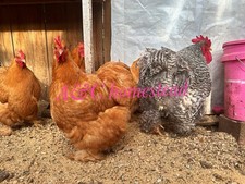 Lemon Barred Cochin Large Fowl