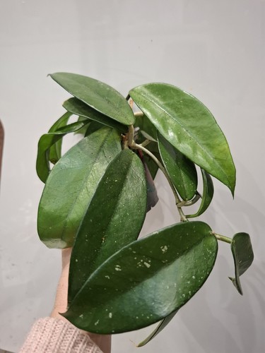 Hoya carnosa wax plant - carnosa.,