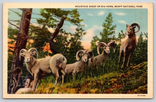 Postcard mountain sheep big - postcard, or