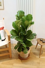 Large Ficus Lyrata (Fiddle