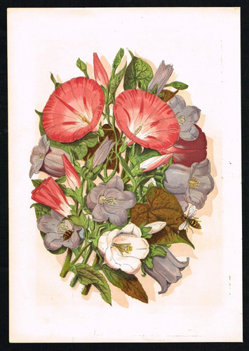 Antique botanical print autumn - antique,
