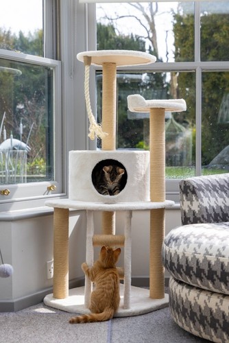 Petface house cat - petface,