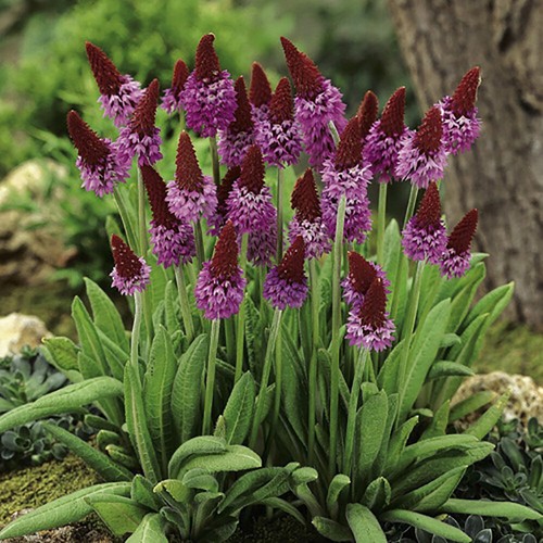 Red hot poker - x,