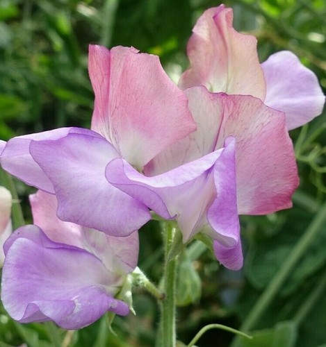 Seeds sweet pea - 20,