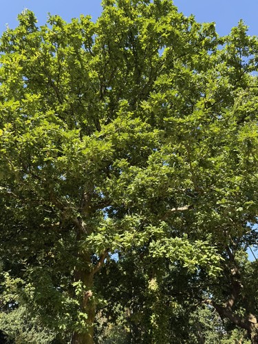 Oak tree saplings - oak, get