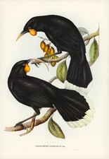 John Gould Birds of Australia