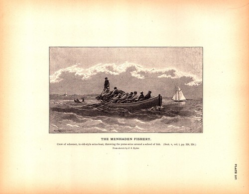 The menhaden fishery - menhaden,