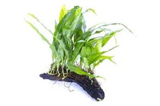 Java fern small - on,