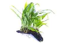 Java Fern on Small Bogwood - Tropical Water Live Aquarium Plants