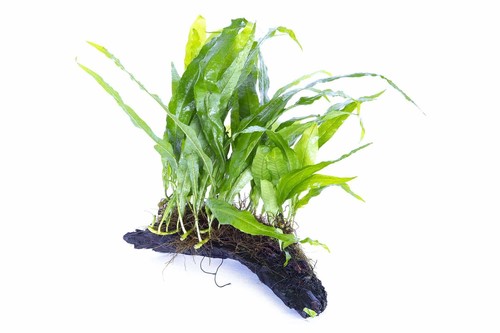 Java fern small bogwood - java,