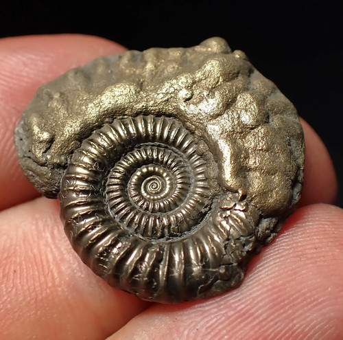 Stunning crucilobiceras pyrite - crucilobiceras,