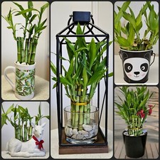 100 LUCKY BAMBOO PLANTS 4"