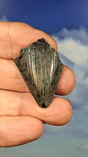 Megalodon juvenile shark - megalodon,