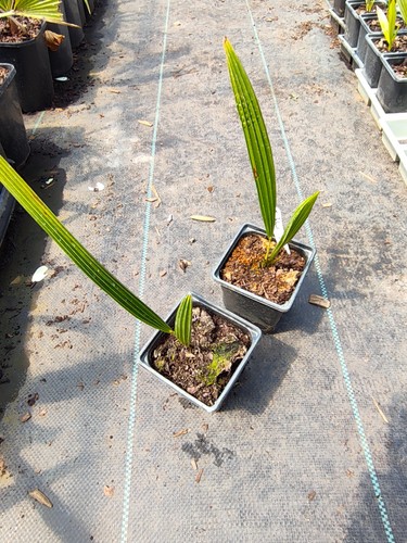 Trachycarpus ukhrulensis 9 - ukhrulensis,
