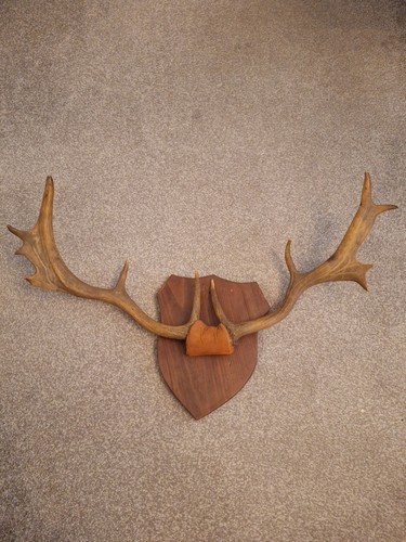 Vintage deer antlers mounted - antlers,