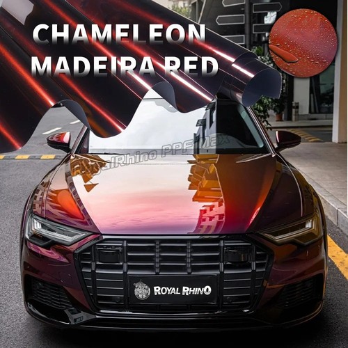 Madeira red chameleon pet - chameleon,