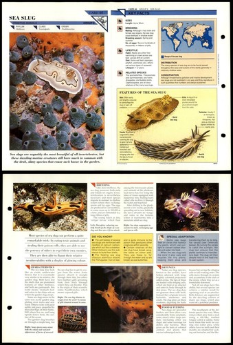 Sea slug primitive - sea,