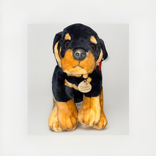 Duke the rottweiler puppy - duke, by
