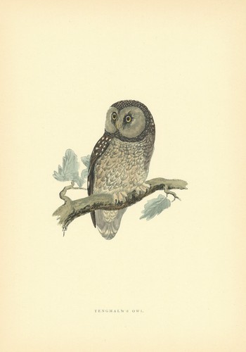 Tengmalm owl morris s - tengmalm's, morris's
