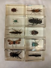 Set of 10 real insects in acrylic resin blocks. Pre-owned. **See note