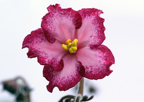 African violet saintpaulia - african,