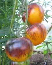25 x Heirloom Tomato Pelleted