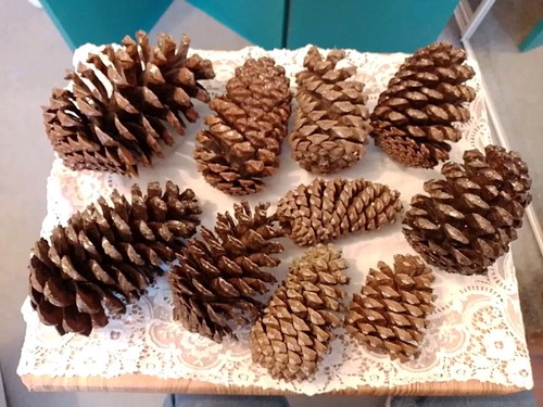 Extra large pine - extra, &