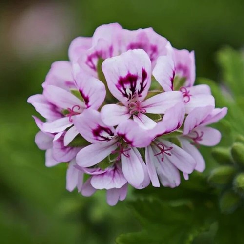 Scented pelargonium rose large - scented,