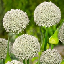 Premium Allium Ping Pong Bulbs x 10 creamy white flowers ball shaped perennial