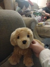Cute Douglas Golden Retriever Dog Teddy!