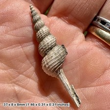 Fossil Gastropod Fusinus asper, Barton Beds, Eocene - Alum Bay, Isle of Wight,