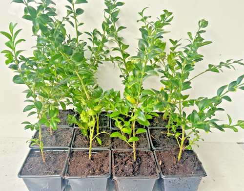 Buxus sempervirens cm - buxus,
