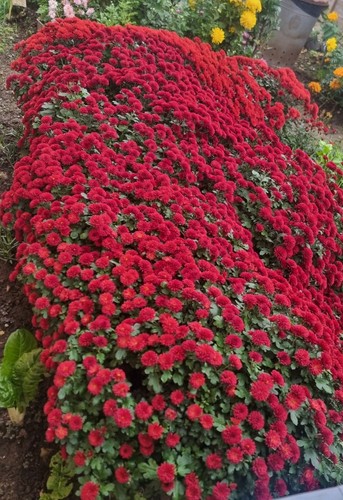 Chrysanthemum flower garden - chrysanthemum,