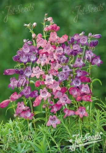Penstemon sunburst mixed - penstemon,