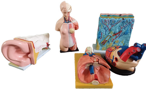 Collection anatomical - collection, of