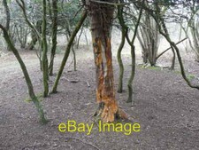 Photo 6x4 Bark stripping by goats Bradley Cross This Yew tree has been at c2008