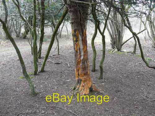 Photo 6x4 bark stripping - photo,