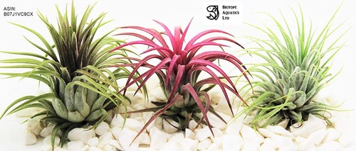 Air plants ionantha 3 x - ionantha,
