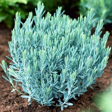 Andromeda Polifolia Blue