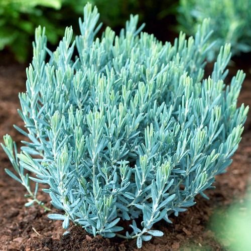 Andromeda polifolia blue - andromeda,