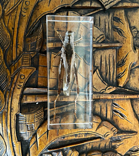 Grasshopper taxidermy specimen - grasshopper,