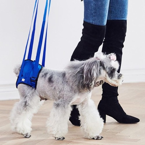 Professional lifting dog - lifting,