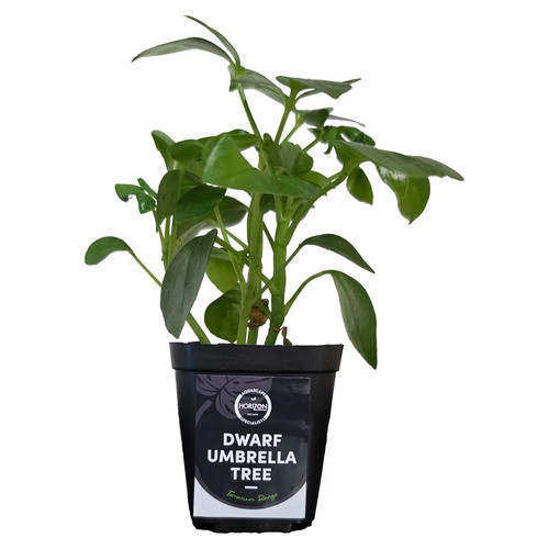 Dwarf umbrella tree - tree,