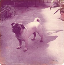 vintage color photo pug dog outside