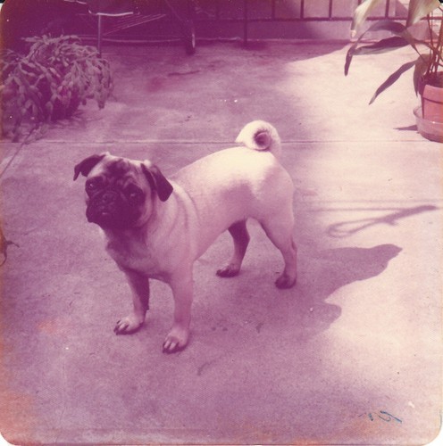 Vintage color photo pug - photo,