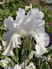 Three Mixed Bearded Iris