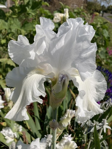 Three mixed bearded iris - three,