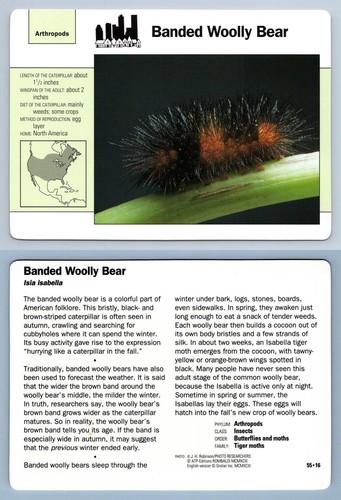 Banded woolly bear 16 - banded, #55.16